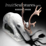 11" SIGNATURE  Caribou by Esau Kripanik *Grazing*