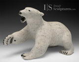 12" Polar Bear by Paul Malliki *Swipe Left*