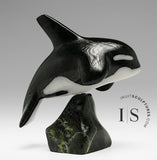 6” Orca by Johnnysa Mathewsie *Clearing The Bar*