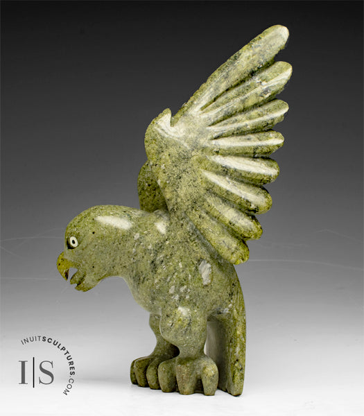 RESERVED** 8" Hawk by Toonoo Sharky