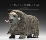 8" Bronze / Grey Iconic Masterpiece Muskox by Lucassie Ikkidluaq